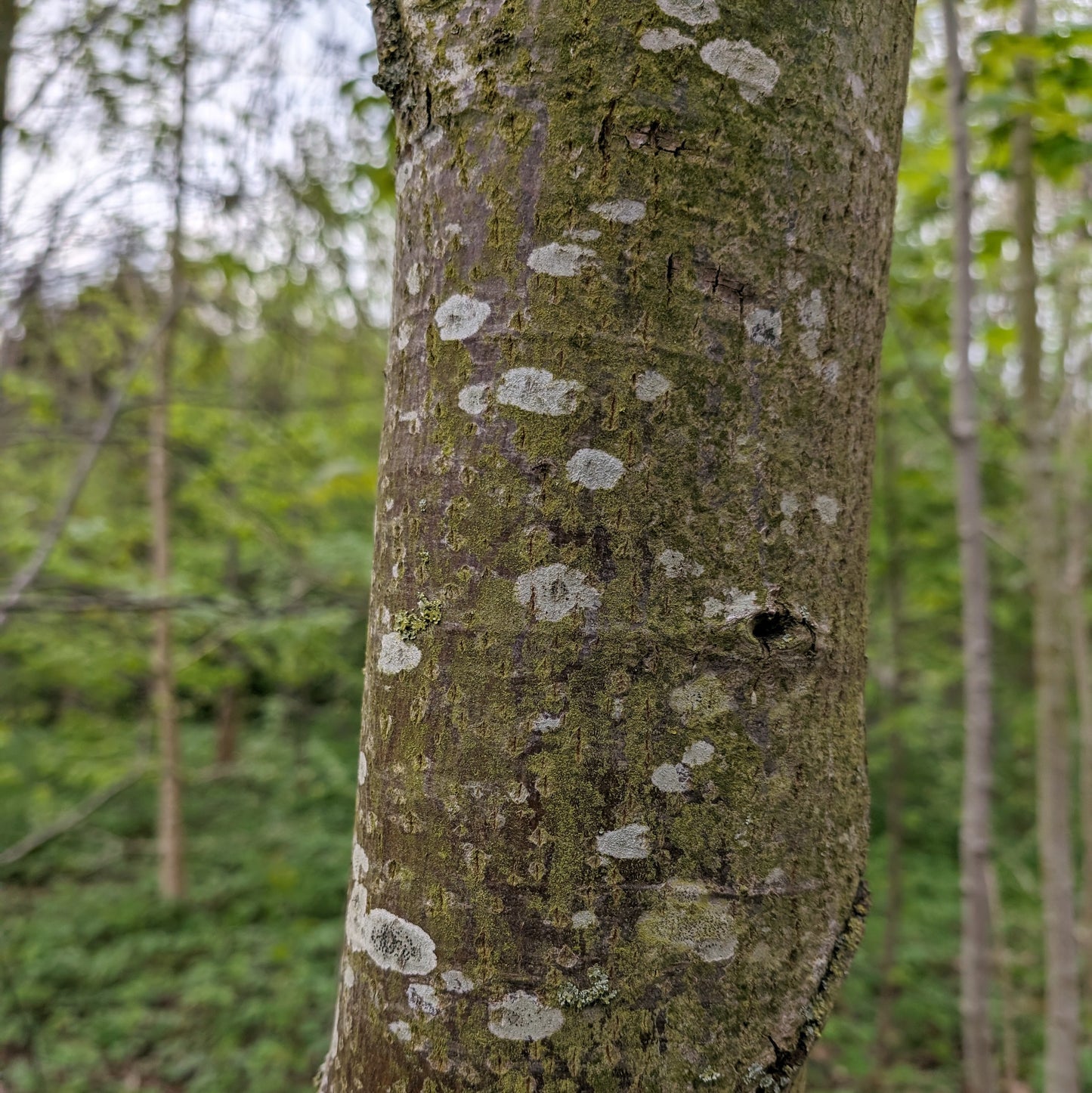 Workshop | Back To Nature pt 4 (Purusha)