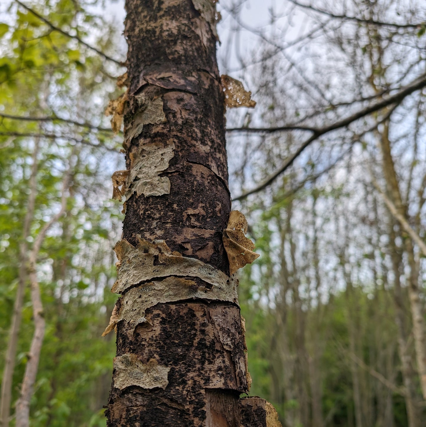 Workshop | Back To Nature pt 4 (Purusha)